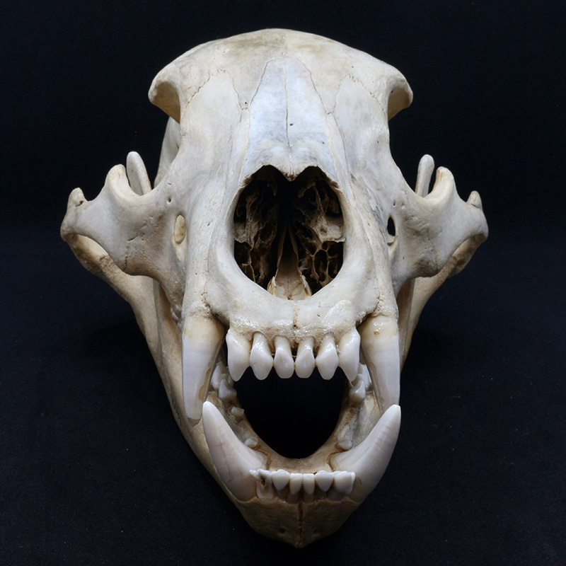 skull 2 front view
