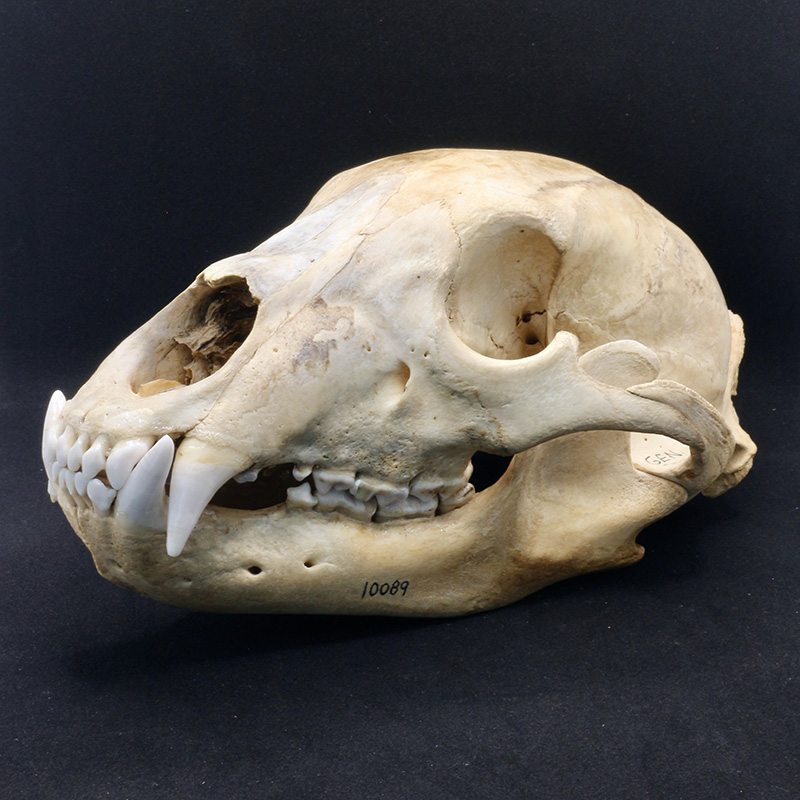 skull 2 side view