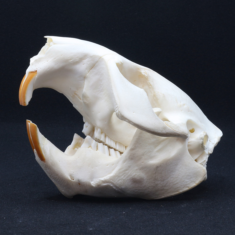 skull 5 side view