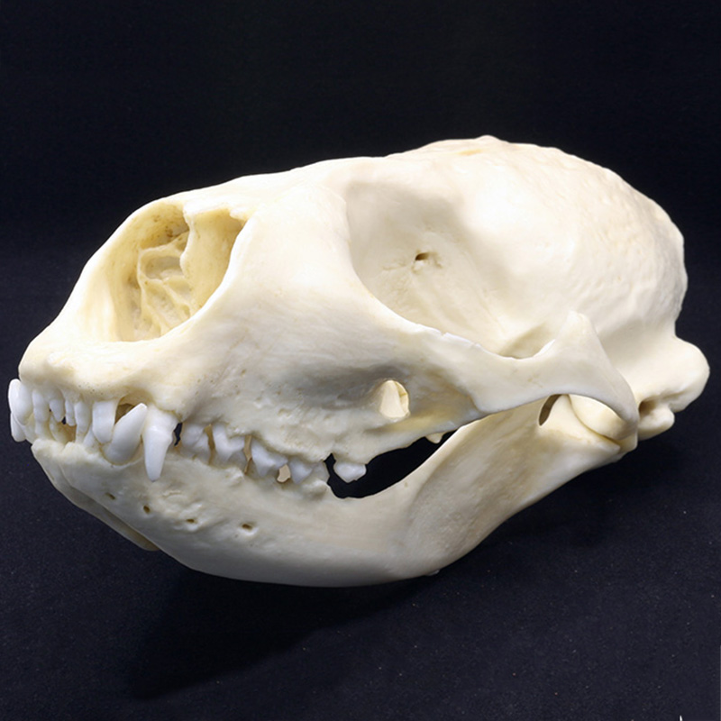 seal skull