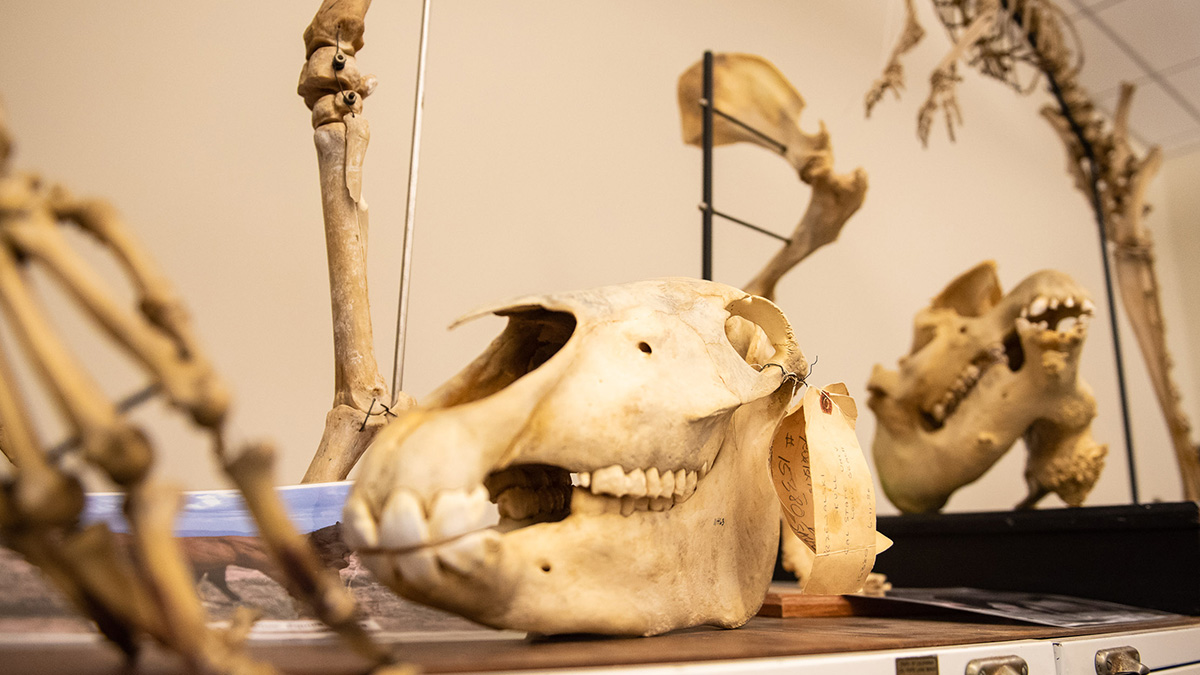 collection of mammal skeletons