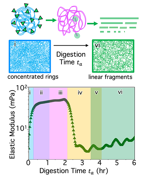 digestion time of DNA-based active matter