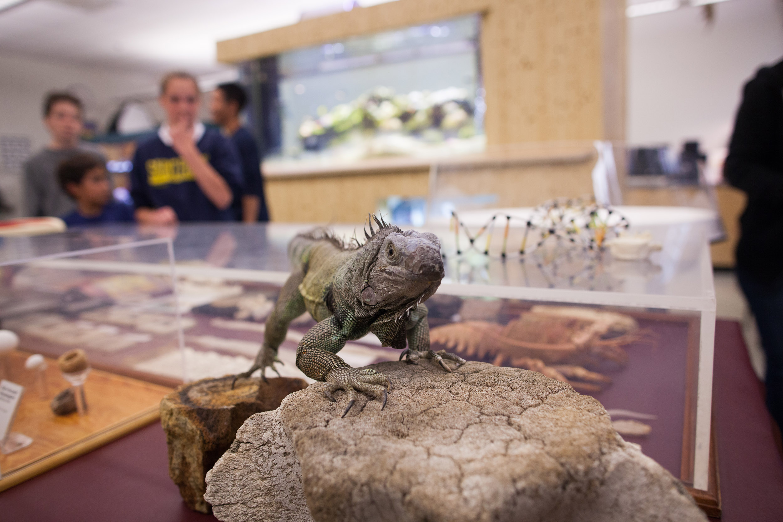 A lizard appearing to look at the viewer A lizard appears to look at the viewer while standing on a rock in a room with people standing in the background