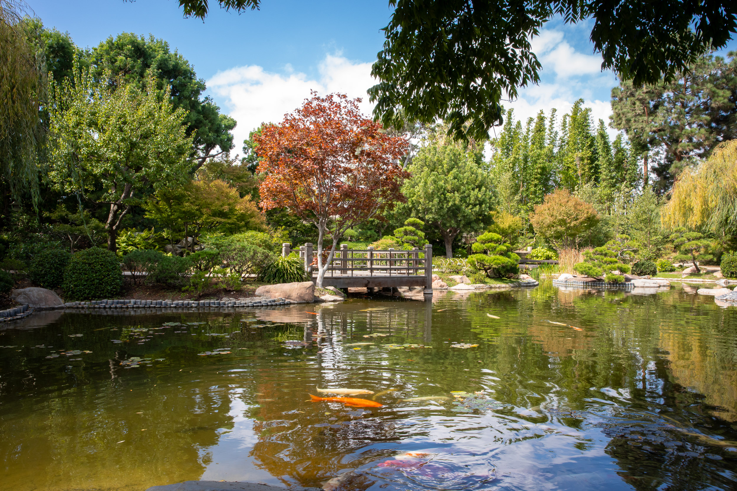 The Earl Burns Miller Japanese Garden, with trees in the background and koi fish swimming in a pond in the foreground