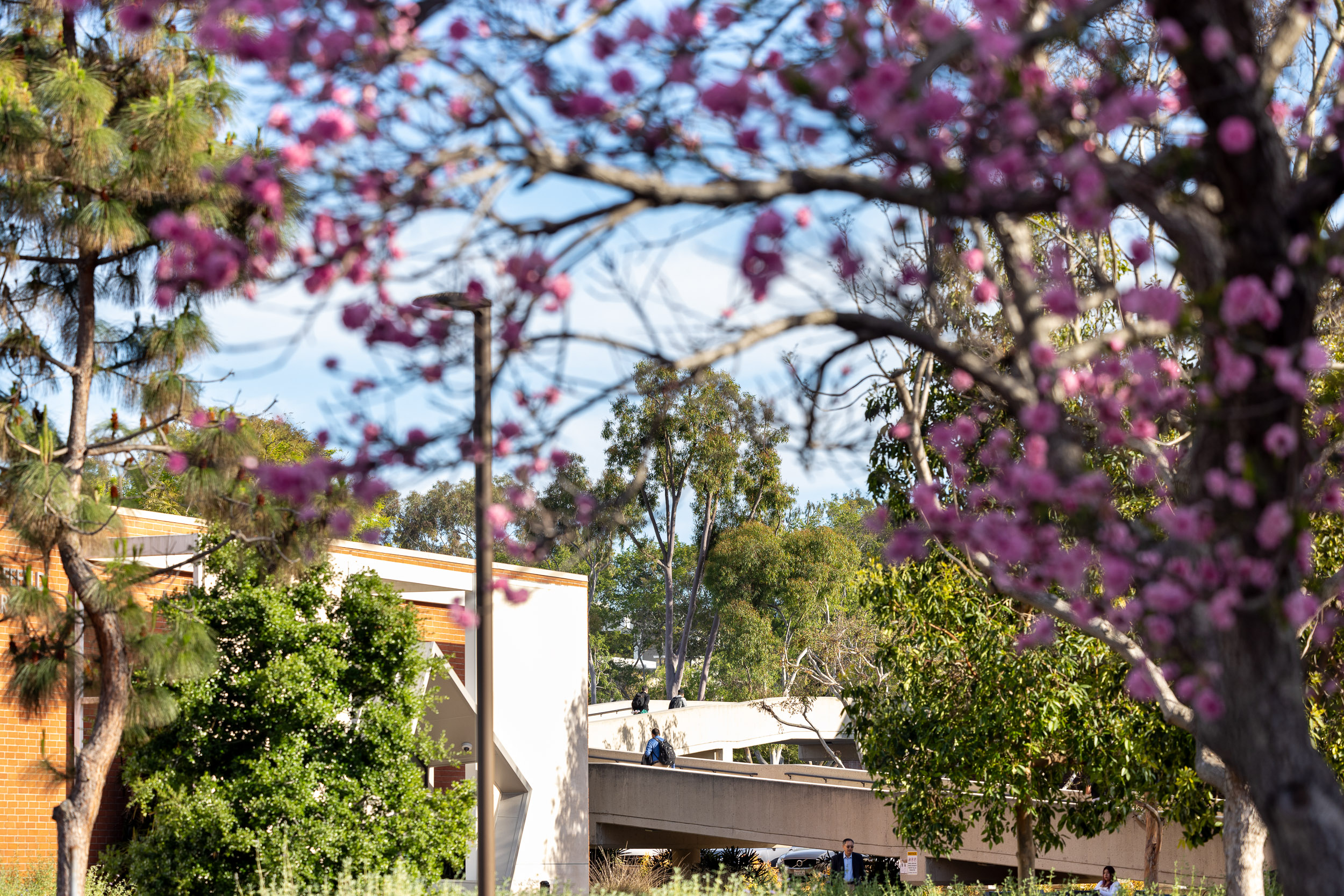 A view of a campus pedestrian bridge, with jacaranda leaves in the foreground.