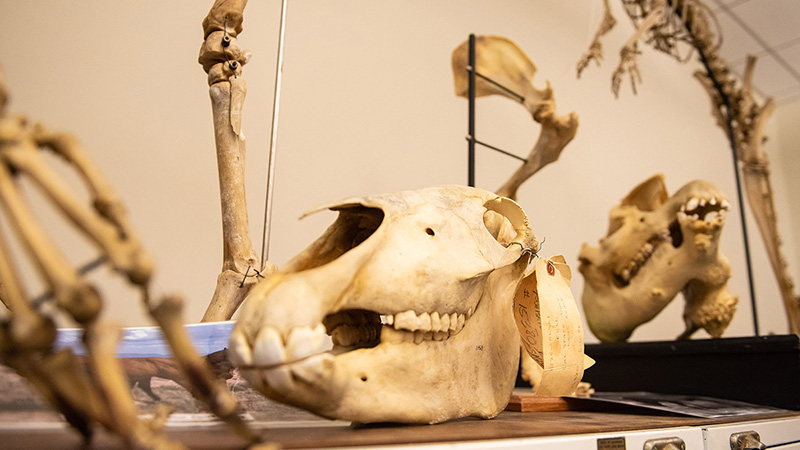 collection of skulls and skeletons