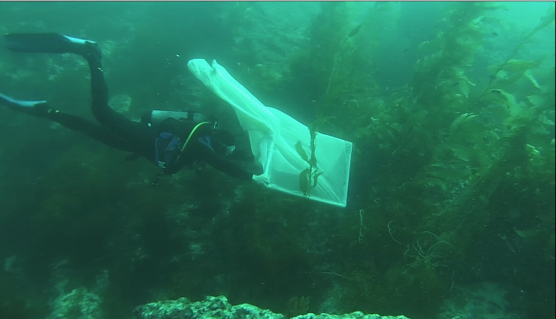 A scuba diver carries a net underwater amid kelp