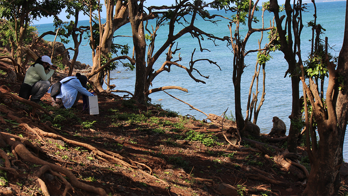 student researchers observing macaques in the wild