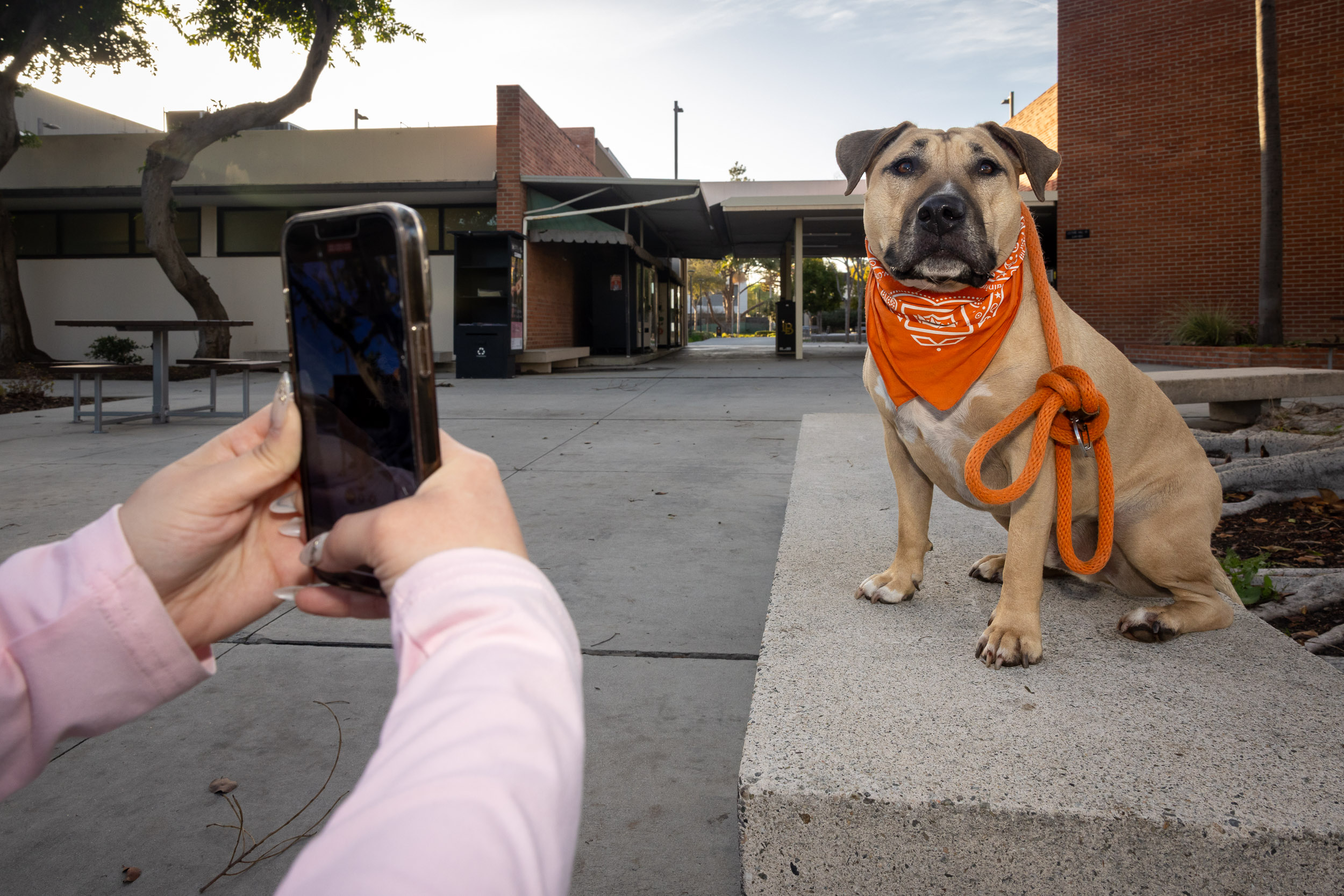 Two hands hold a cellphone trained on a sitting dog in a bandana