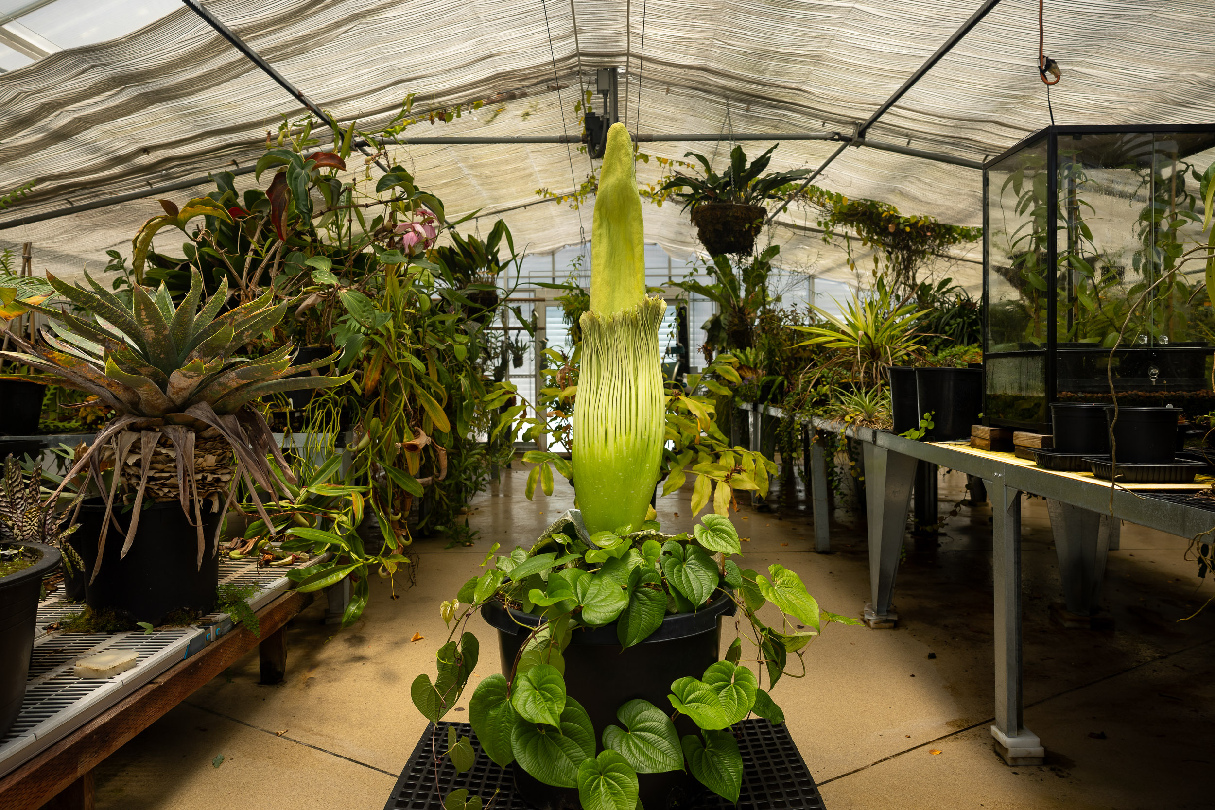 Corpse Flower