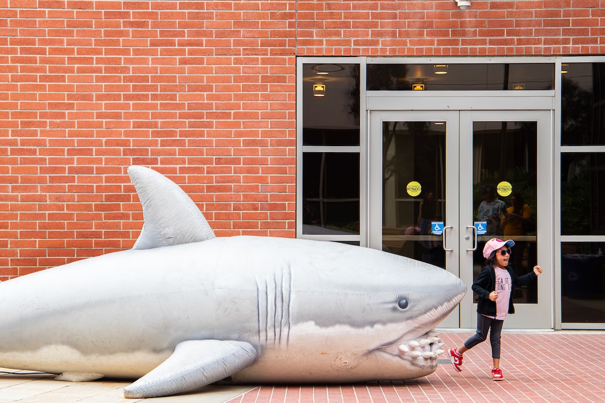A child walks past a large inflatable shark outside a brick building