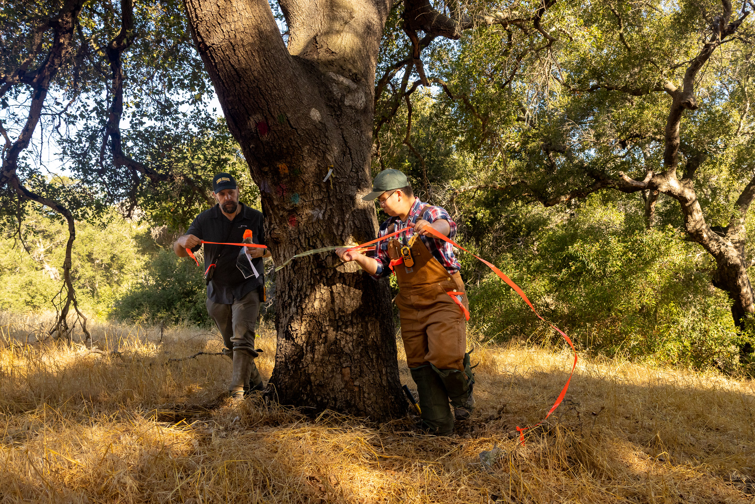 A professor and a student measure the trunk of a large tree with survey tape.