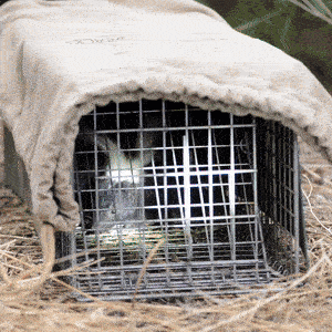 GIF of a skunk in a trap, being measured and released