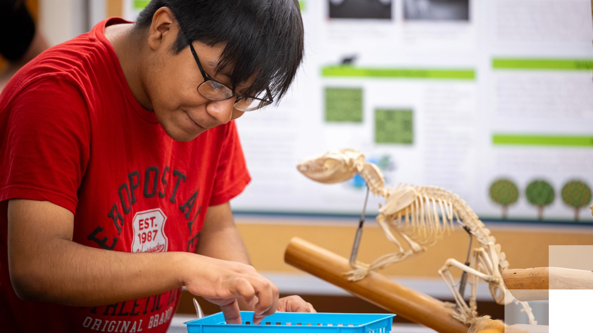 New Multidisciplinary Science major Student working on a science project next to an animal skeleton model