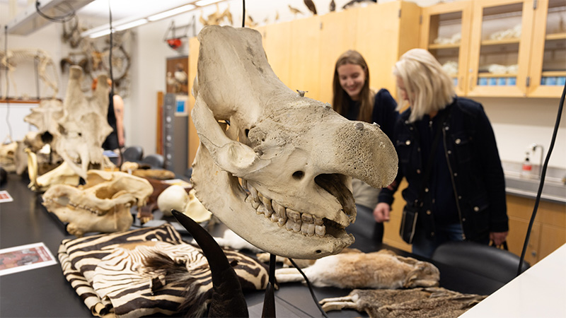 rhino skull and other skeleton specimens
