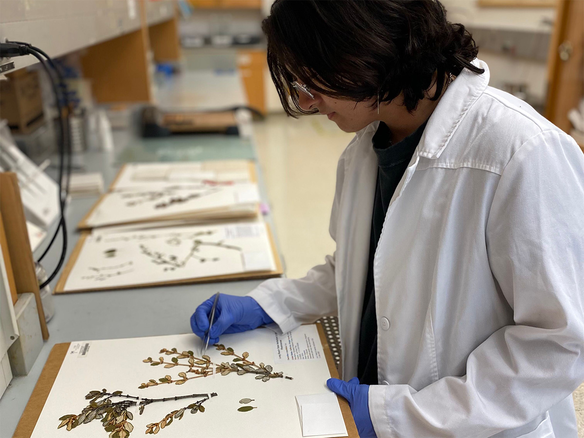 Daniel applying linen straps to specimen