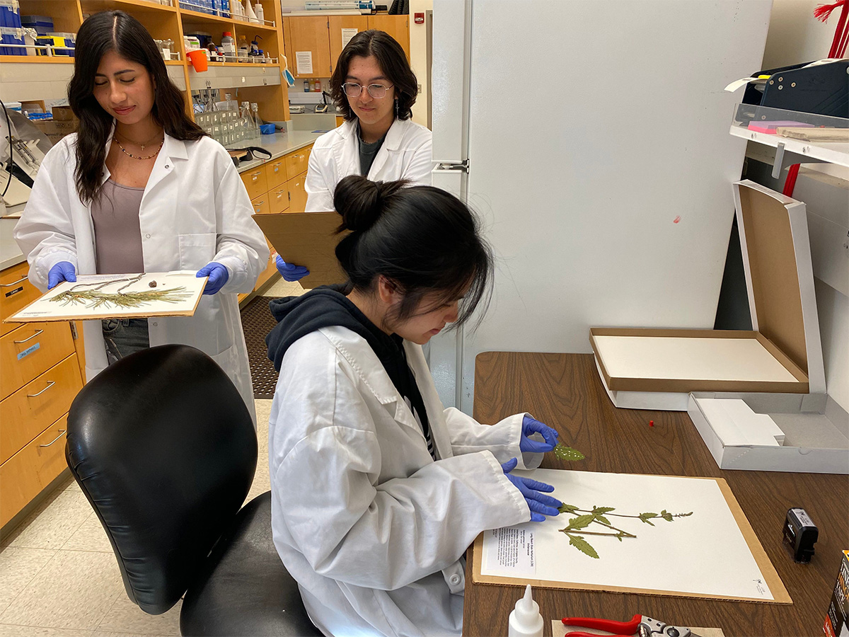 Genesis, Daniel, and Van in the lab preparing specimens