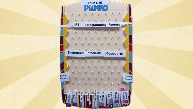 adult cell Plinko board