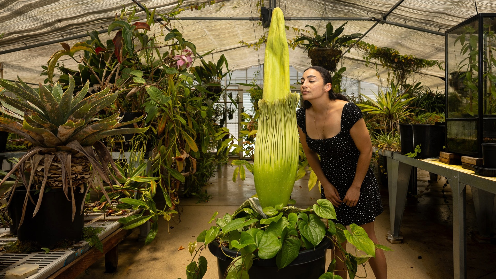 A woman appears to sniff a corpse flower.