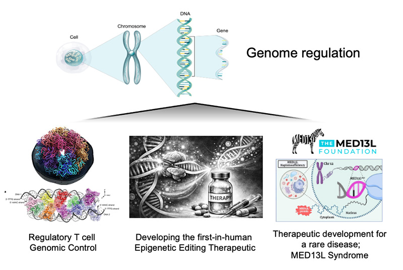 genome regulation and therapeutic development for rare diseases
