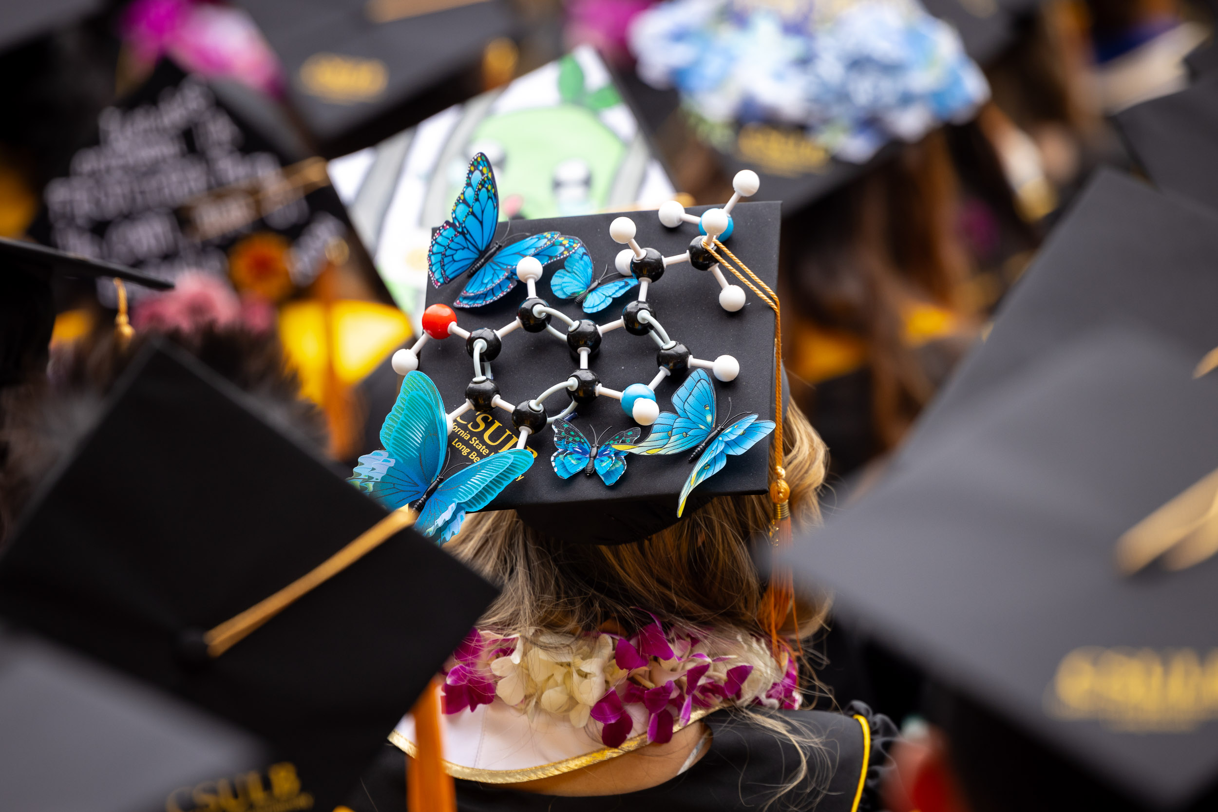 A mortarboard adorned with blue butterflies