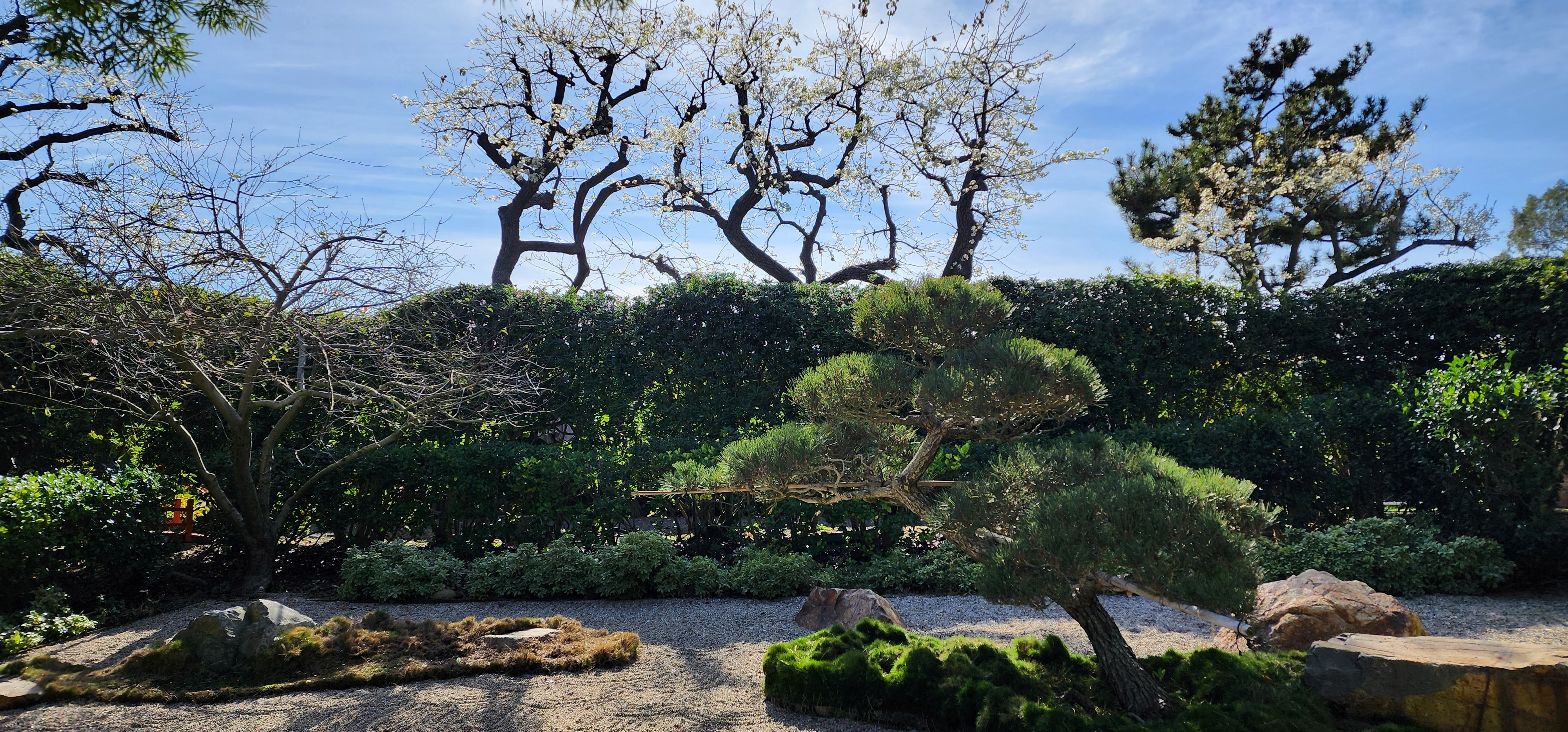 a photo of a bonsai in a zen garden. blue skies, and blooming white trees