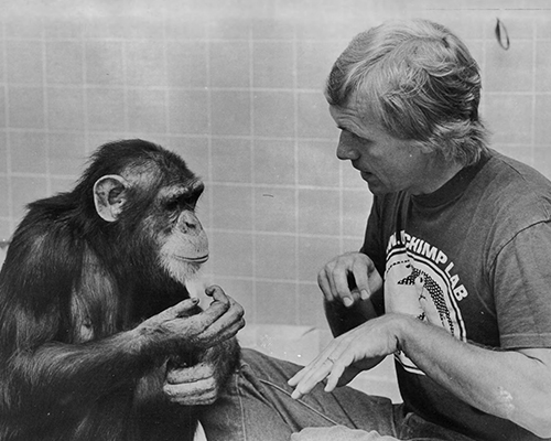 A man and a chimpanzee use hand signals