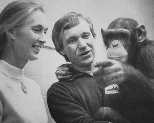 A woman smiles at a chimpanzee in a man's arms