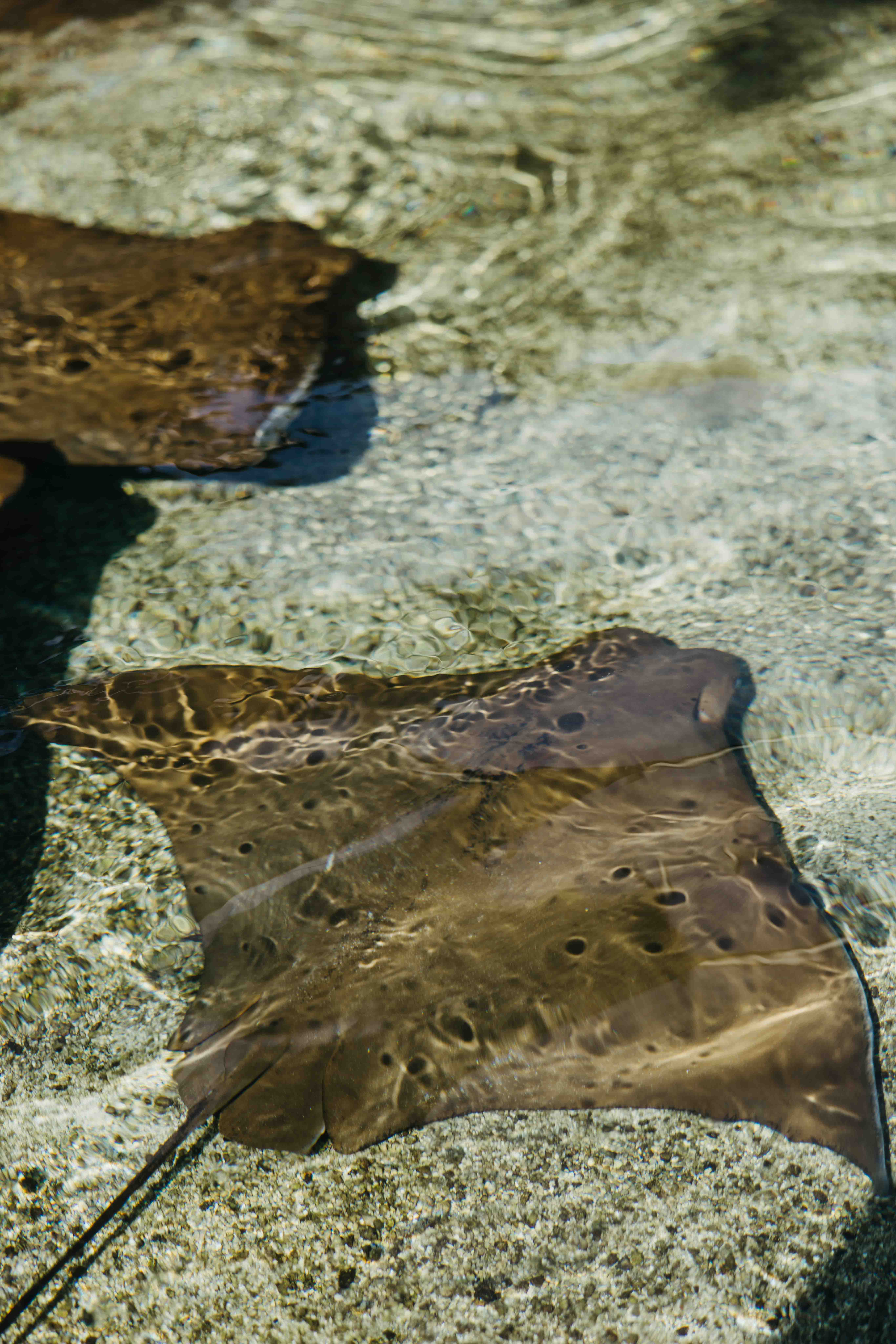 A stingray in water