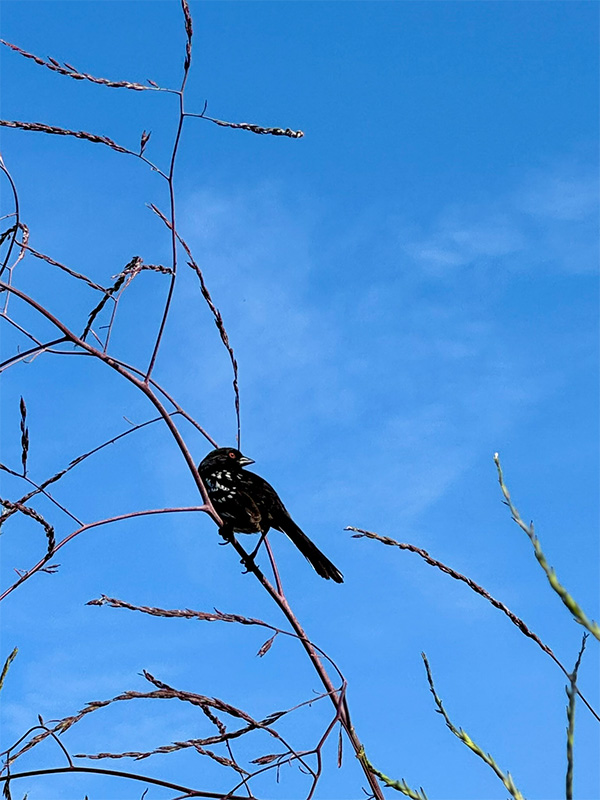 black bird sitting on branch