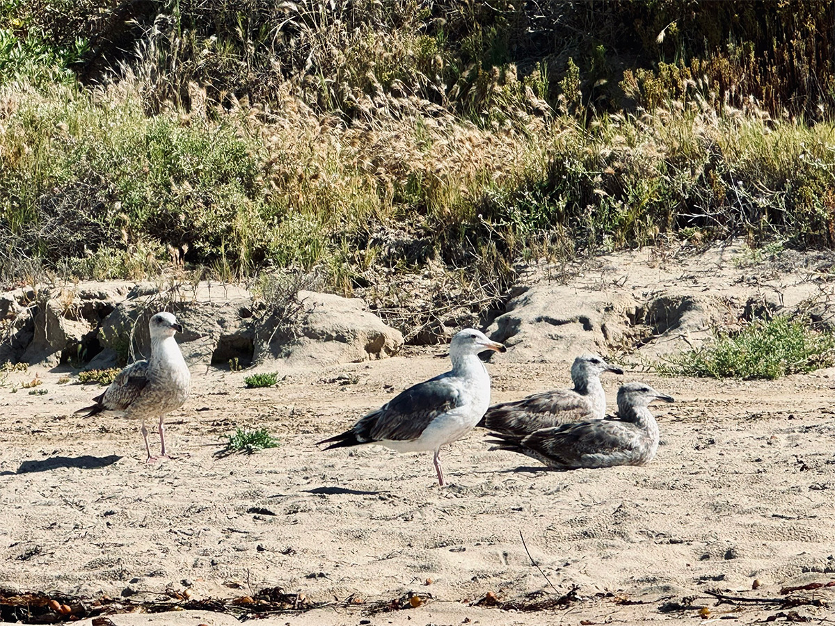 seagulls resting on sand