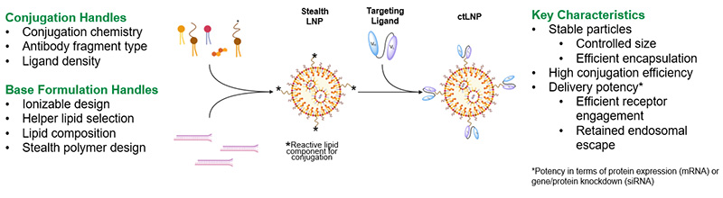 development of cell targeted lipid nanoparticles for selective delivery to T cells