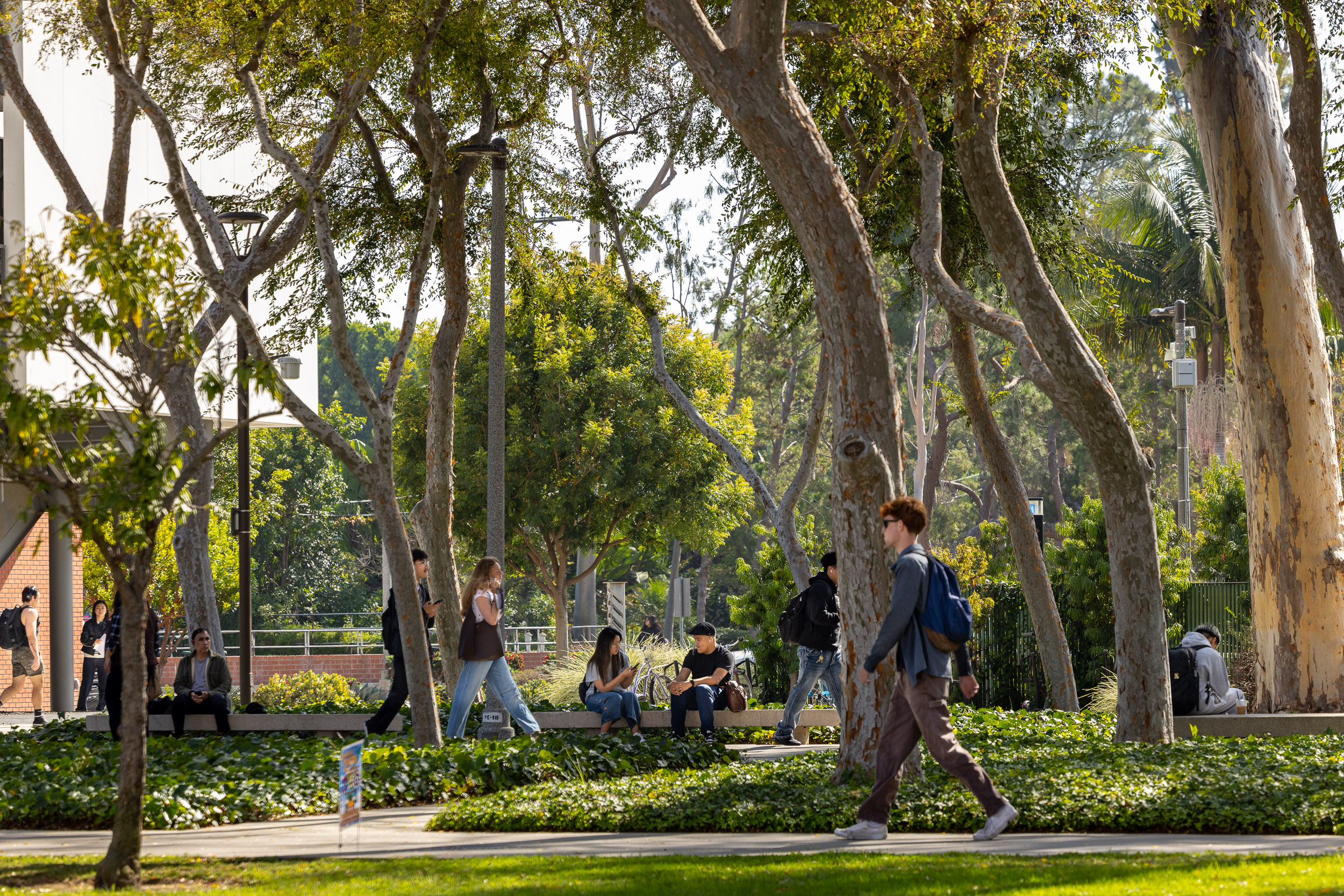 CSULB students on campus during fall semester