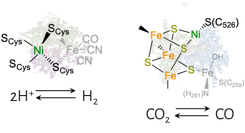 model metalloenzymes for energy conversion