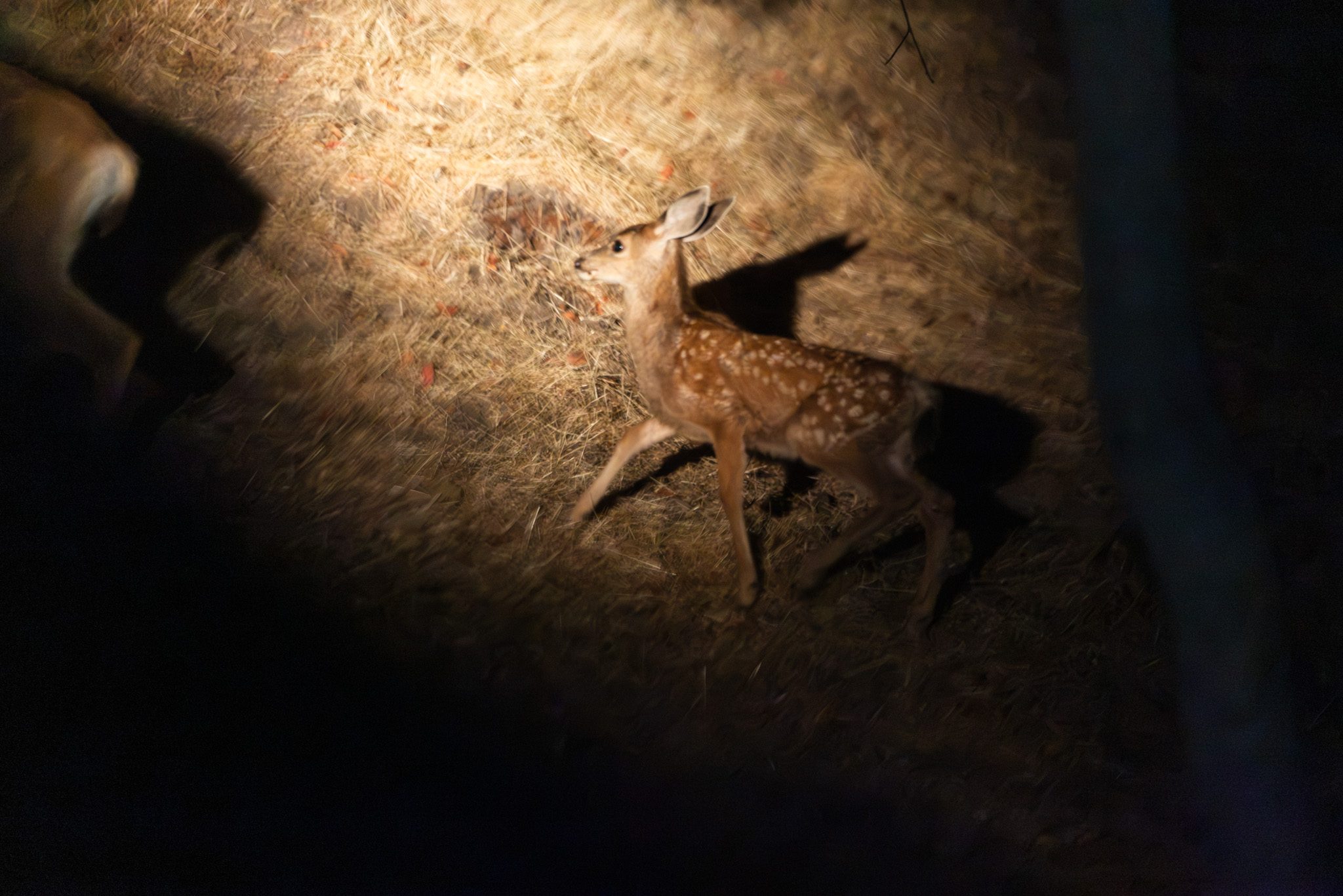 A fawn captured in a spotlight on a dark night