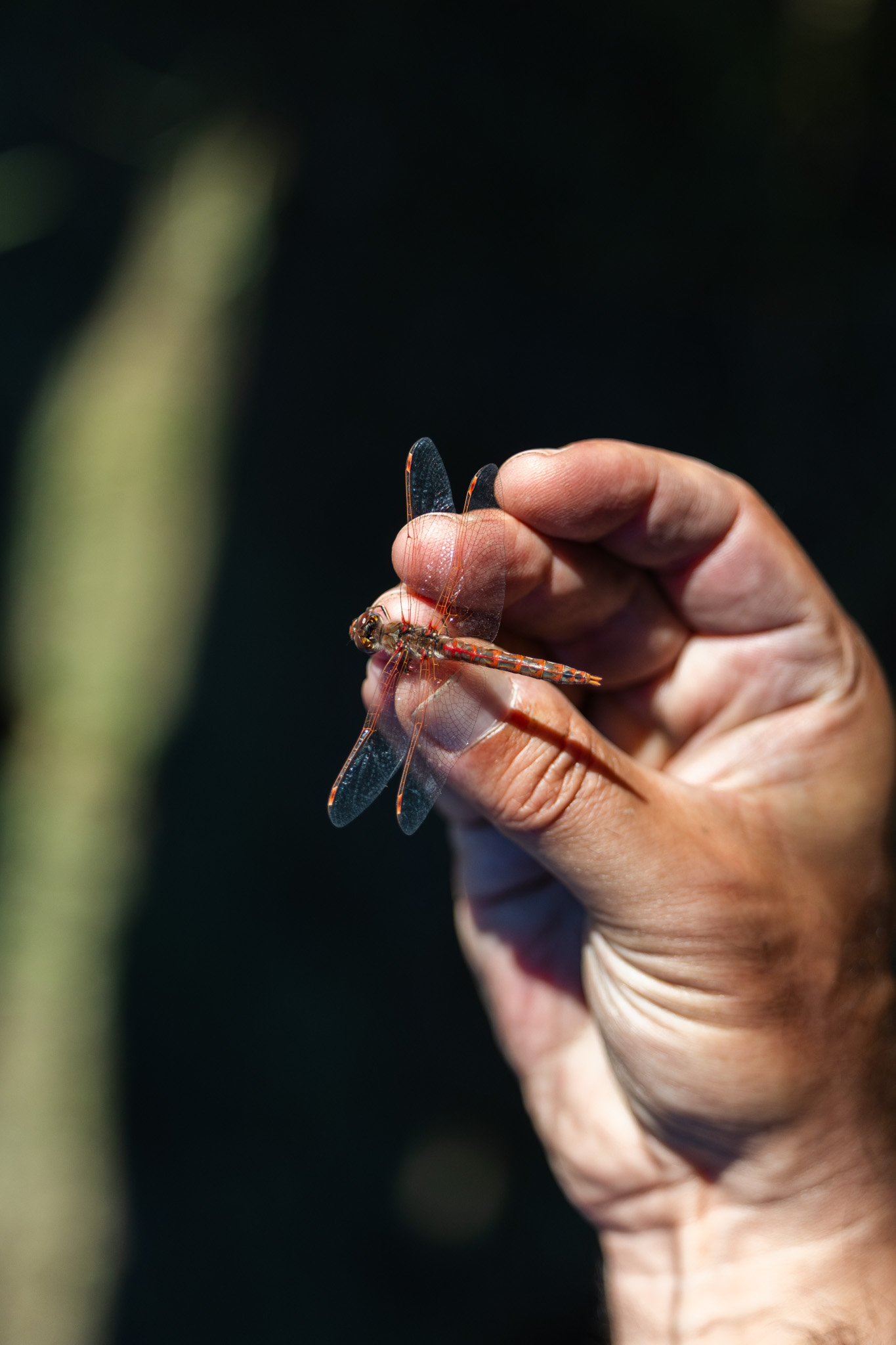 A person holds a dragonfly by its wings for close inspection