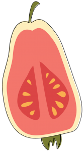 Drawing of guava