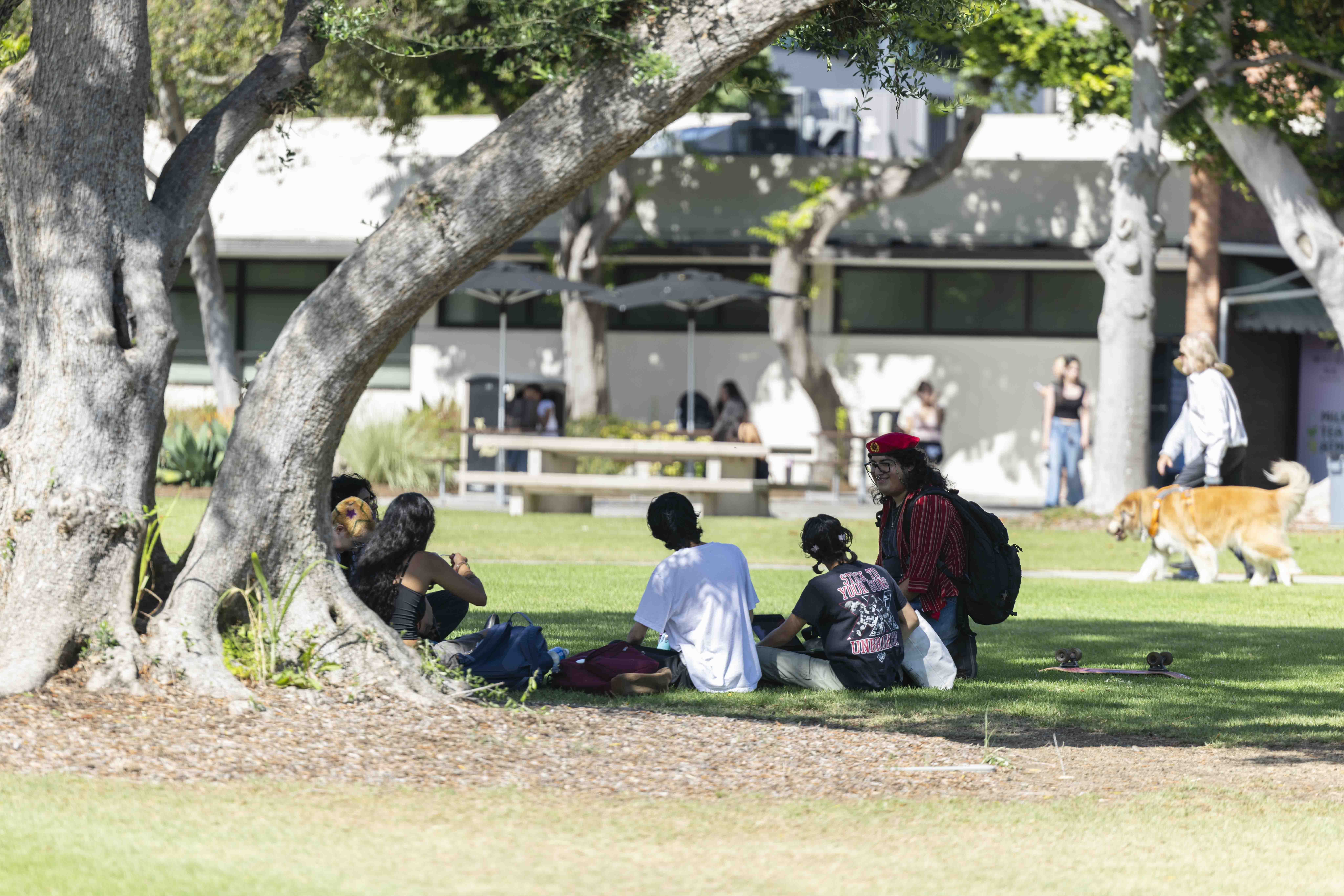 Students gathering under shade of tree on campus