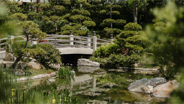 Earl Burns Miller Japanese Garden at CSULB, featuring a traditional wooden bridge over a pond surrounded by Japanese landscaping, rocks and trees.