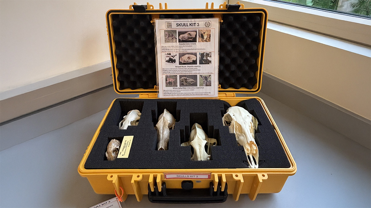 skull kit