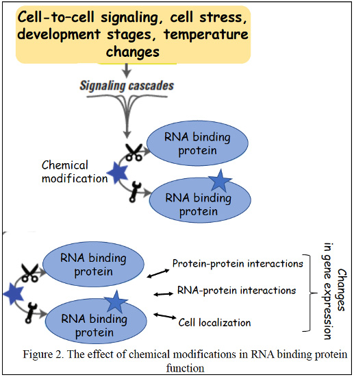 cell-to-cell signaling, cell stress, development stages, temperature changes