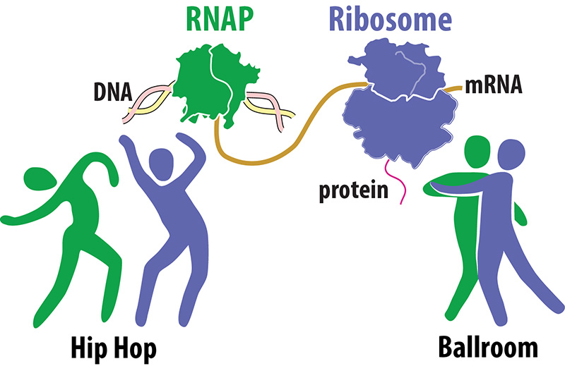 the dance of DNA to mRNA