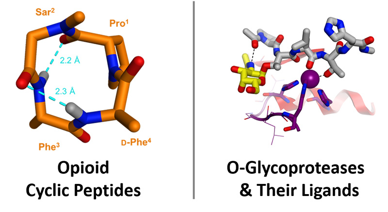 opoid cyclic peptides and O-glycoproteases