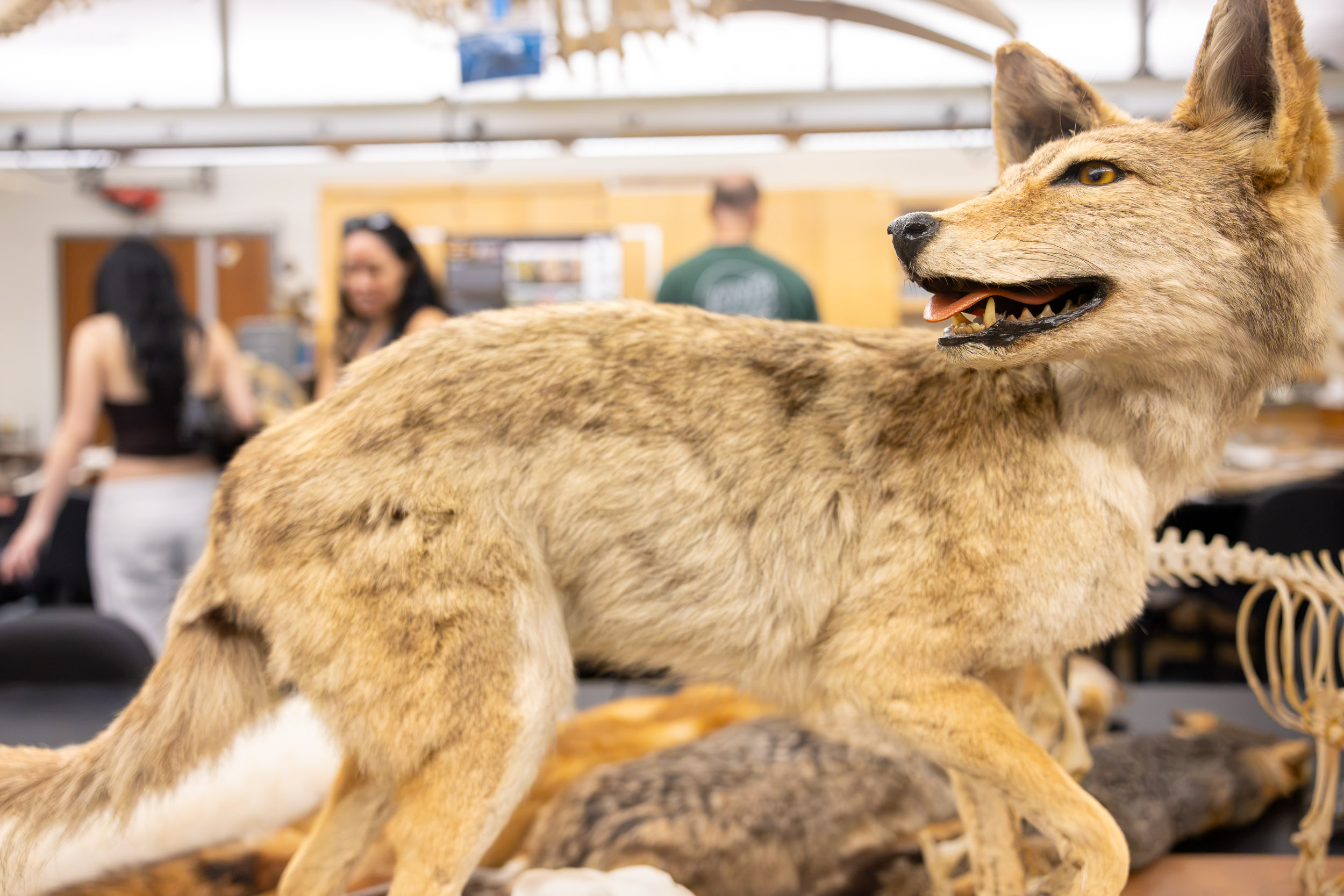 A mounted coyote stands on a lab table.