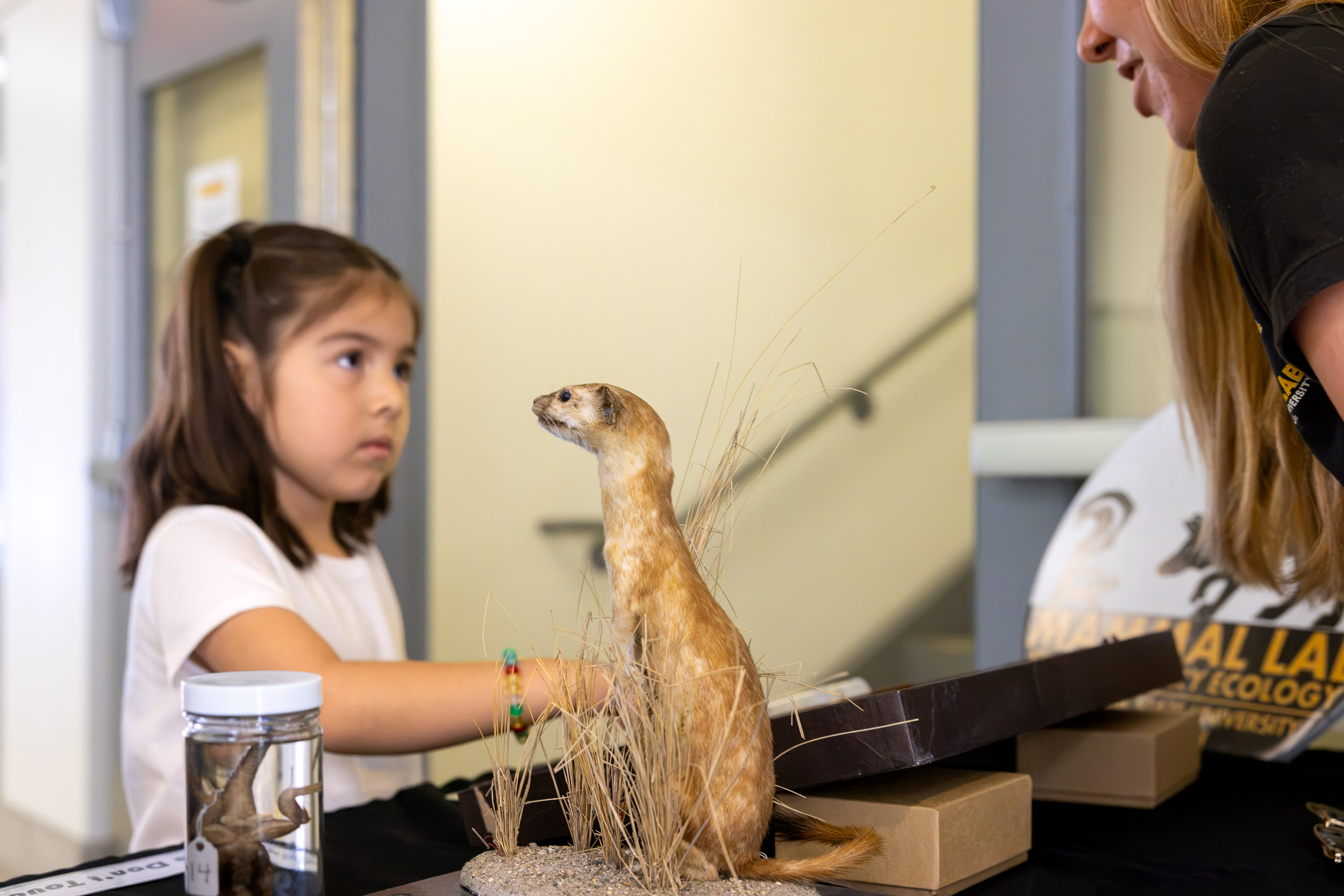 A child studies a mounted weasel.