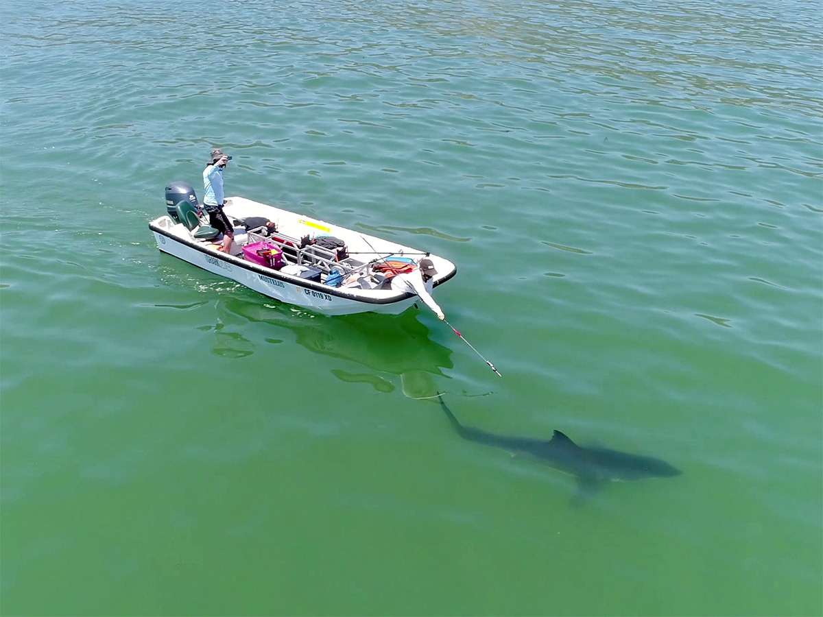 taggin a juvenile white shark