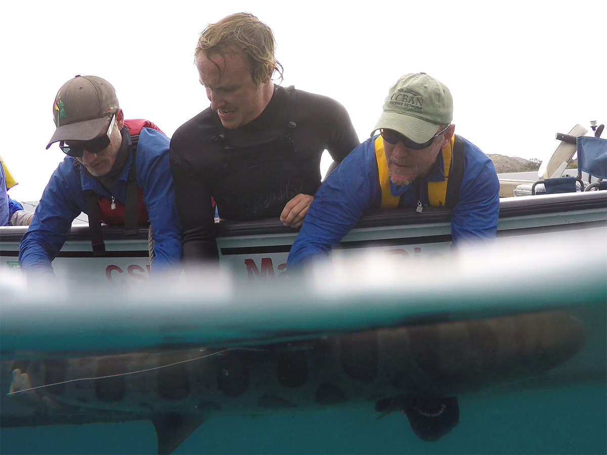 leopard shark tagging