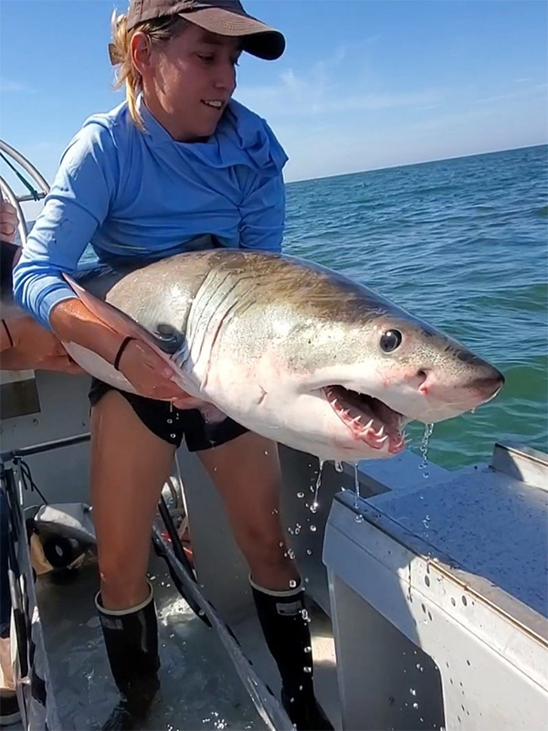 researcher holding a shark on a boat