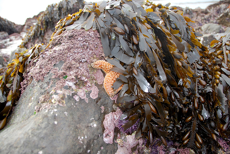 intertidal community in Abalone Cove