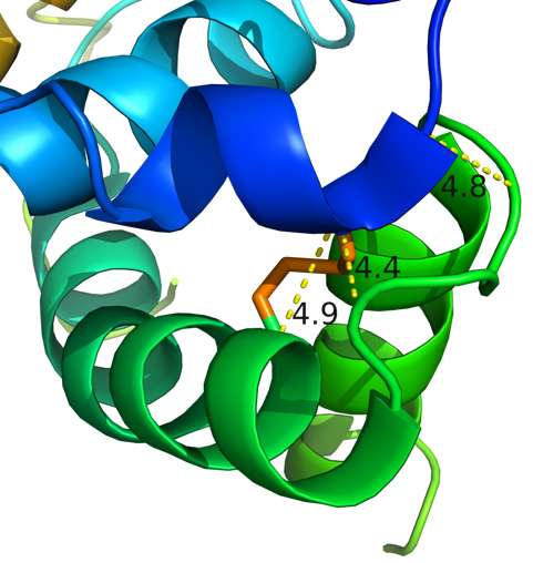 disulfide in protein folding
